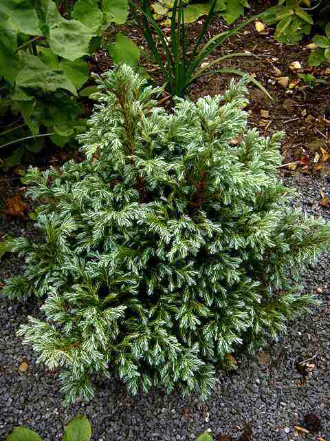 Photos Juniperus squamata - Flaky juniper