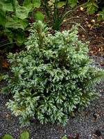 Photos Juniperus squamata