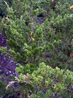 Photos Juniperus virginiana