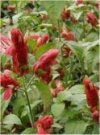 Beloperone guttata
