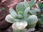 Kalanchoe marmorata - 