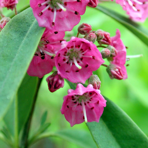 Photos Kalmia angustifolia - Mountain laurel