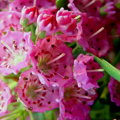 Photos Kalmia angustifolia - Mountain laurel