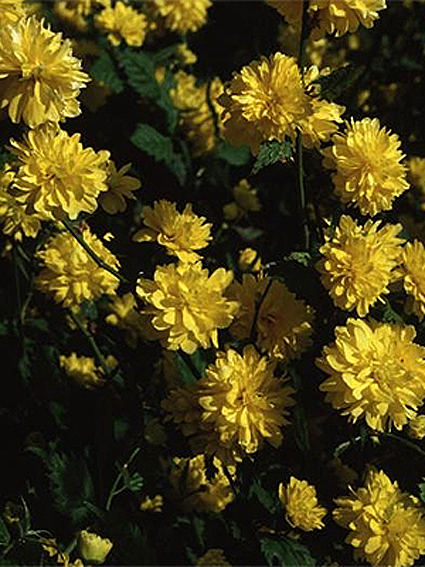 Photos Kerria japonica - Japanese rose