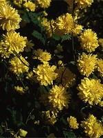 Kerria japonica - Gemeiner Ranunkelstrauch