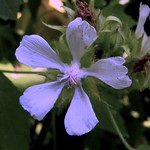 Kitaibelia vitifolia - Kitaibelie, Weinlaubbl�ttrige Schein-Malve