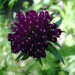Knautia macedonica - Skabiose