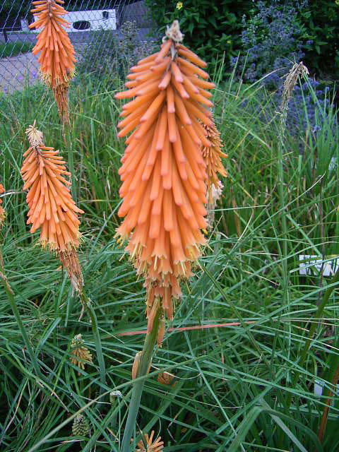 Photos Kniphofia galpinii - Redhot poker