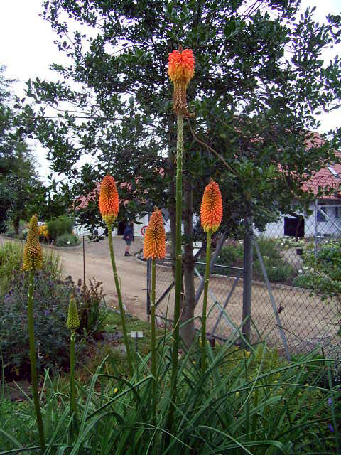 Photos Kniphofia uvaria - Redhot poker