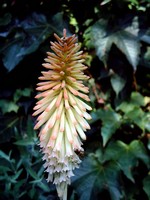 Photos Kniphofia uvaria