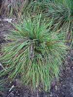 Photos Koeleria glauca