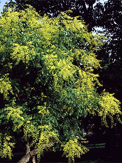 Photos Koelreuteria paniculata - Goldenrain tree