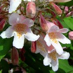 Kolkwitzia amabilis - Kolkwitzie, Perlmuttstrauch