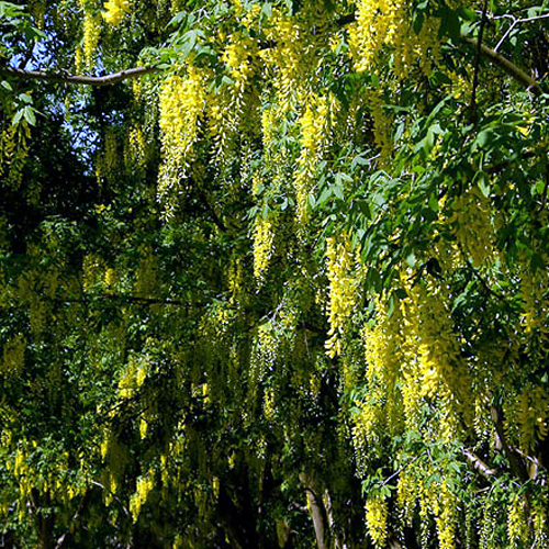 Photos Laburnum anagyroides - Scotch laburnum