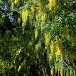 Laburnum anagyroides - Gemeiner Goldregen