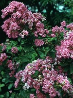 Lagerstroemia indica - Kreppmyrte