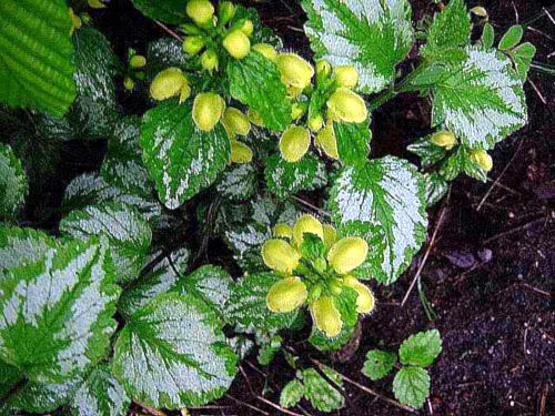 Photos Lamium galeobdolon - Spotted henbit