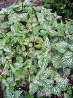Photos Lamium galeobdolon