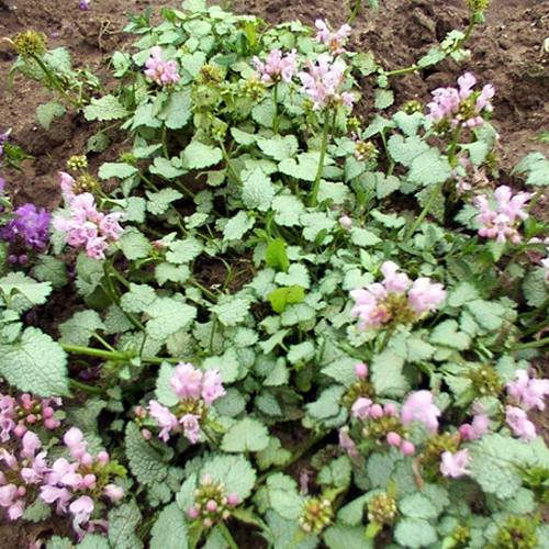Photos Lamium maculatum - Spotted henbit