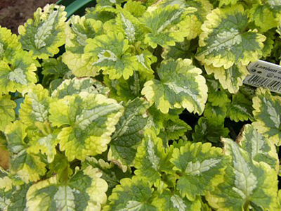 Photos Lamium maculatum - Spotted henbit