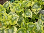 Photos Lamium maculatum - Spotted henbit