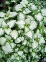 Photos Lamium maculatum