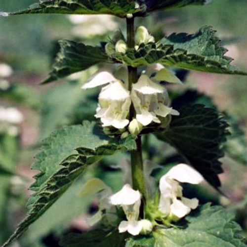 Photos Lamium orvala - 