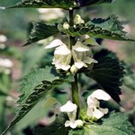 Photos Lamium orvala