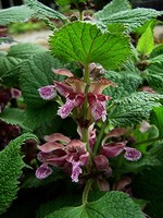 Photos Lamium orvala