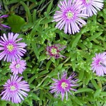 Lampranthus spectabilis - Mittagsblume, Eisblume