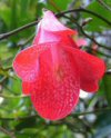 Lapageria rosea