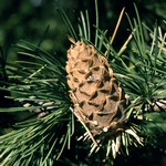 Photos Larix decidua
