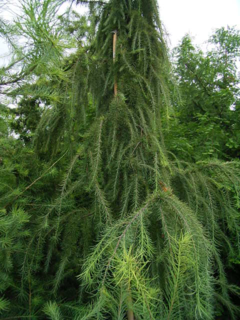Photos Larix kaempferi - European larch