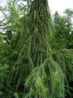 Photos Larix kaempferi