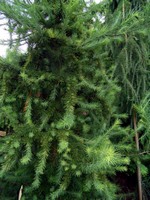 Photos Larix kaempferi