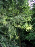 Photos Larix leptolepis