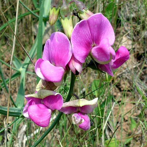 Photos Lathyrus latifolius - Perennial pea