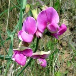 Photos Lathyrus latifolius