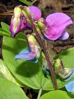 Lathyrus vernus - Fr�hlingsplatterbse