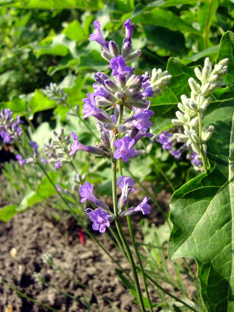 Photos Lavandula angustifolia - English lavender