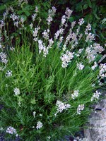 Lavandula angustifolia - Rosabl�hender Garten-Lavendel Loddon Pink