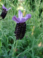 Photos Lavandula stoechas