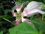 Photos Lavatera acerifolia