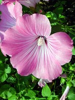 Photos Lavatera trimestris