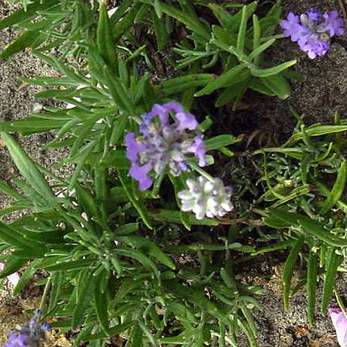 Fotos Lavandula angustifolia - 
