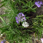 Lavandula angustifolia - Garten-Lavendel Blue Cushion