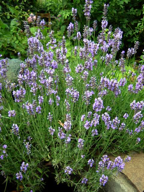 Photos Lavandula angustifolia - English lavender