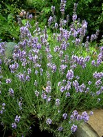 Photos Lavandula angustifolia