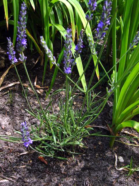 Photos Lavandula x intermedia - French lavender