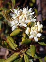 Ledum palustre - Sumpf-Porst, Mottenkraut, Wilder Rosmarin